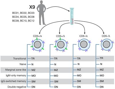 Characterizing Features of Human Circulating B Cells Carrying CLL-Like Stereotyped Immunoglobulin Rearrangements